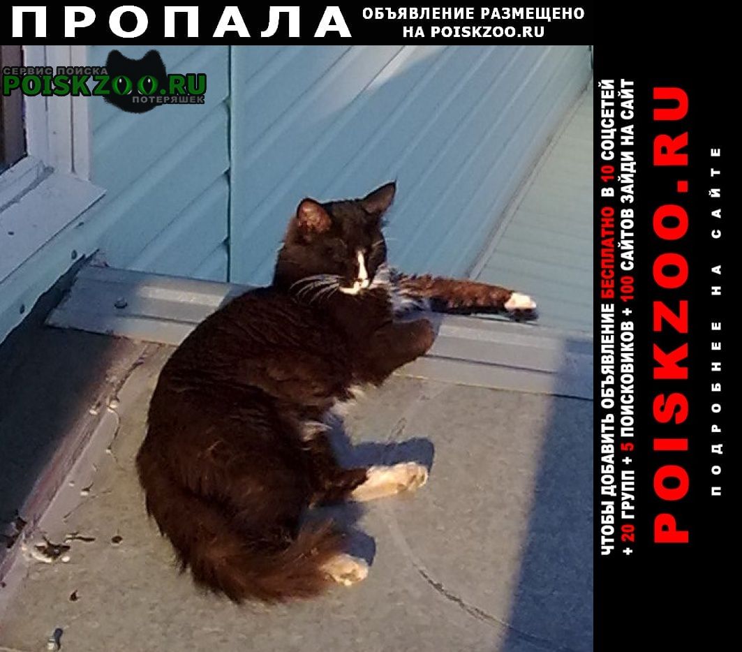 Пропал кот в поселке максимовка в городе Уфа