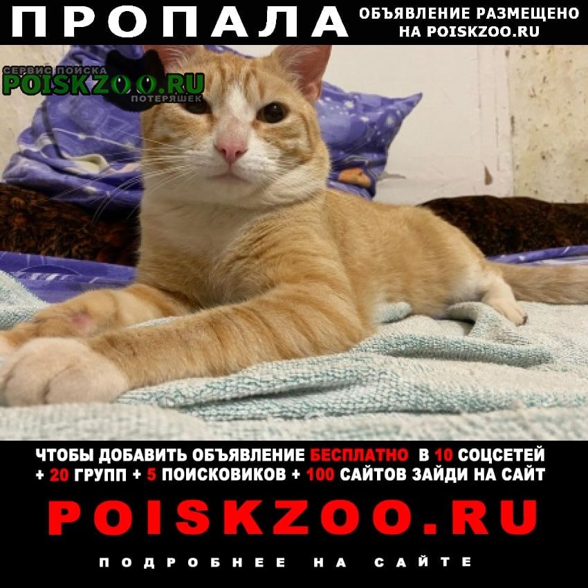 Бугуруслан Пропал кот