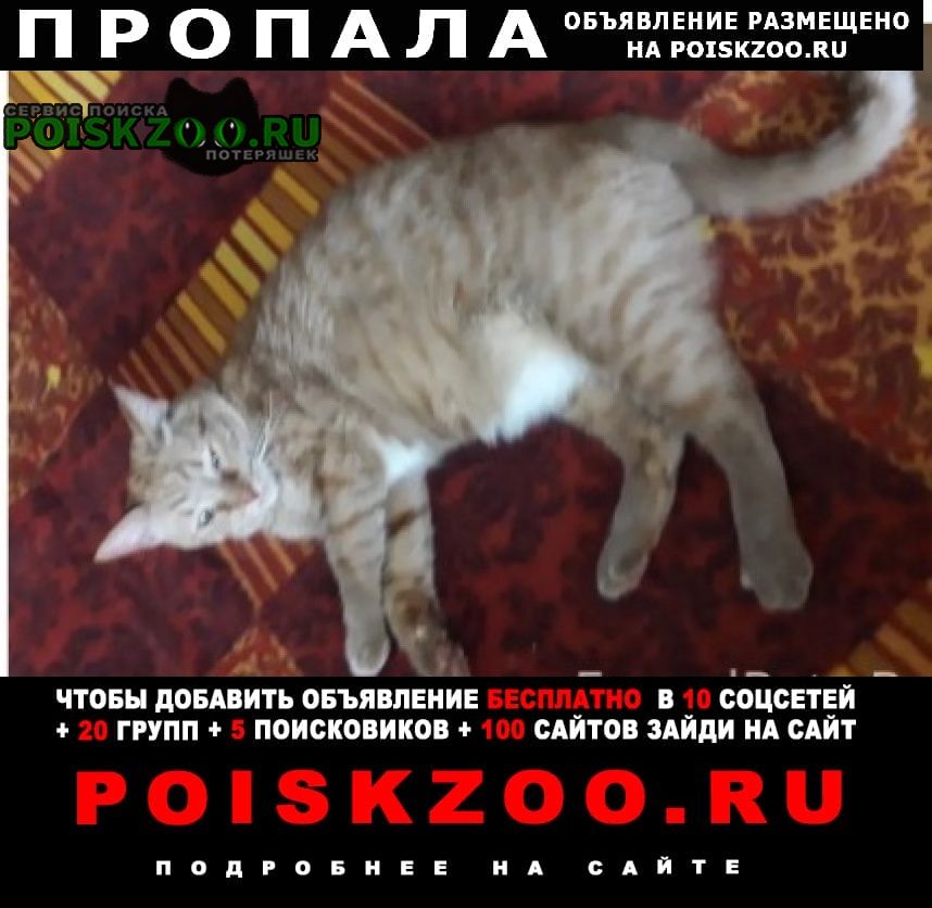 Оренбург Пропал кот рыжий толстый в районе чкалова 2