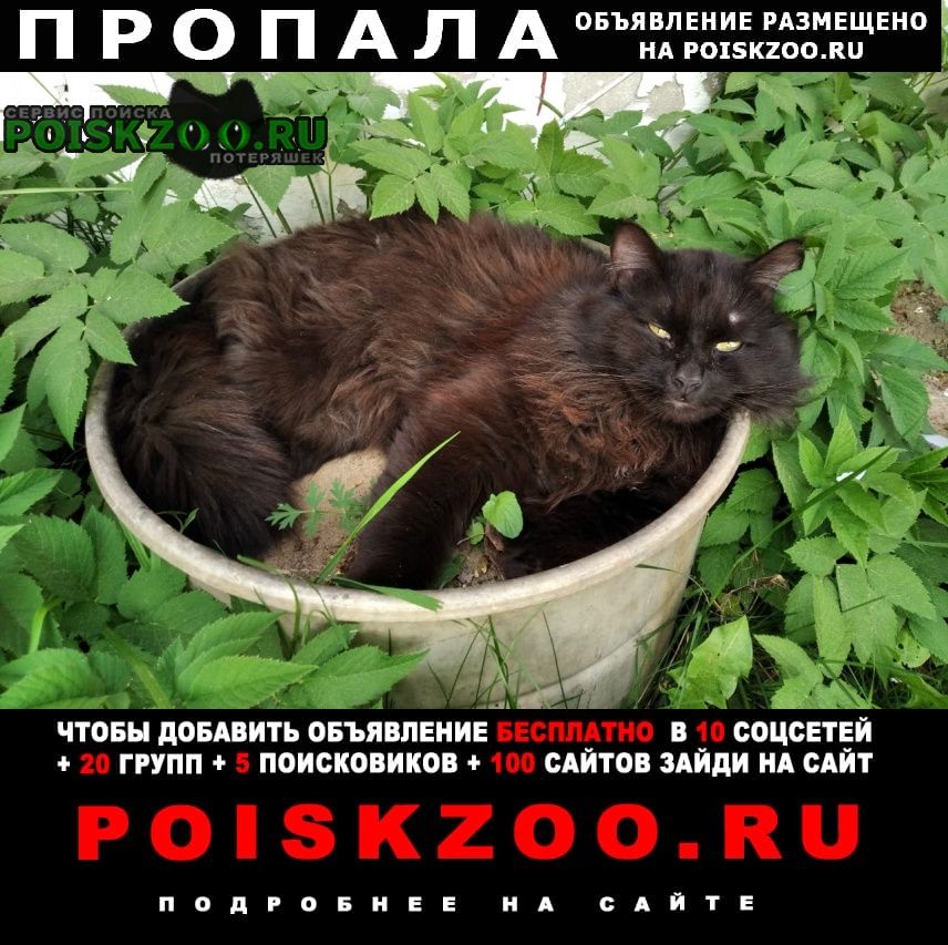 Пропал кот большие дворы, ул. маяковского Павловский Посад