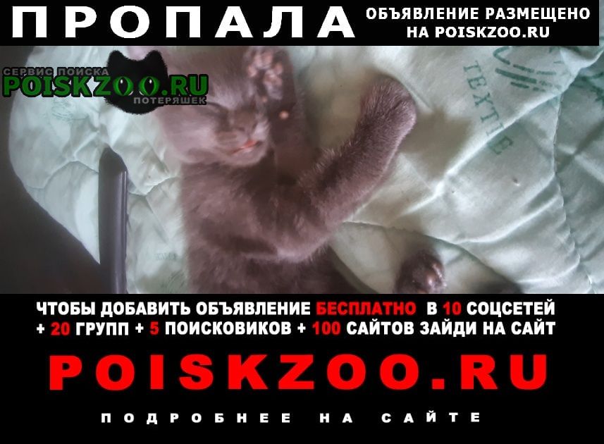 Пропала кошка котёнок 1.5 месяца, Санкт-Петербург