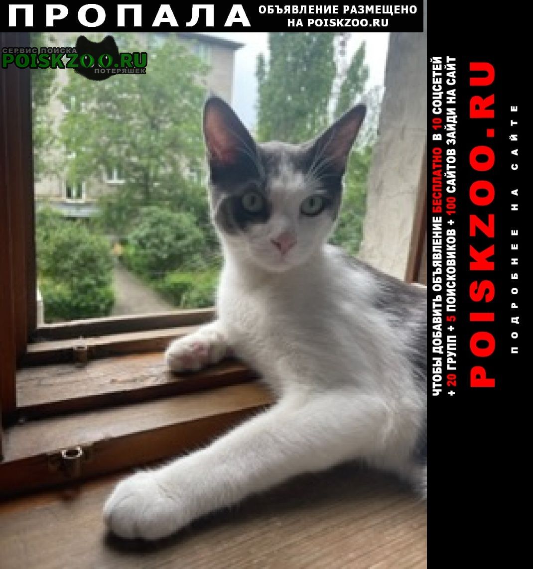 Пропал кот годовалый кот Новочеркасск