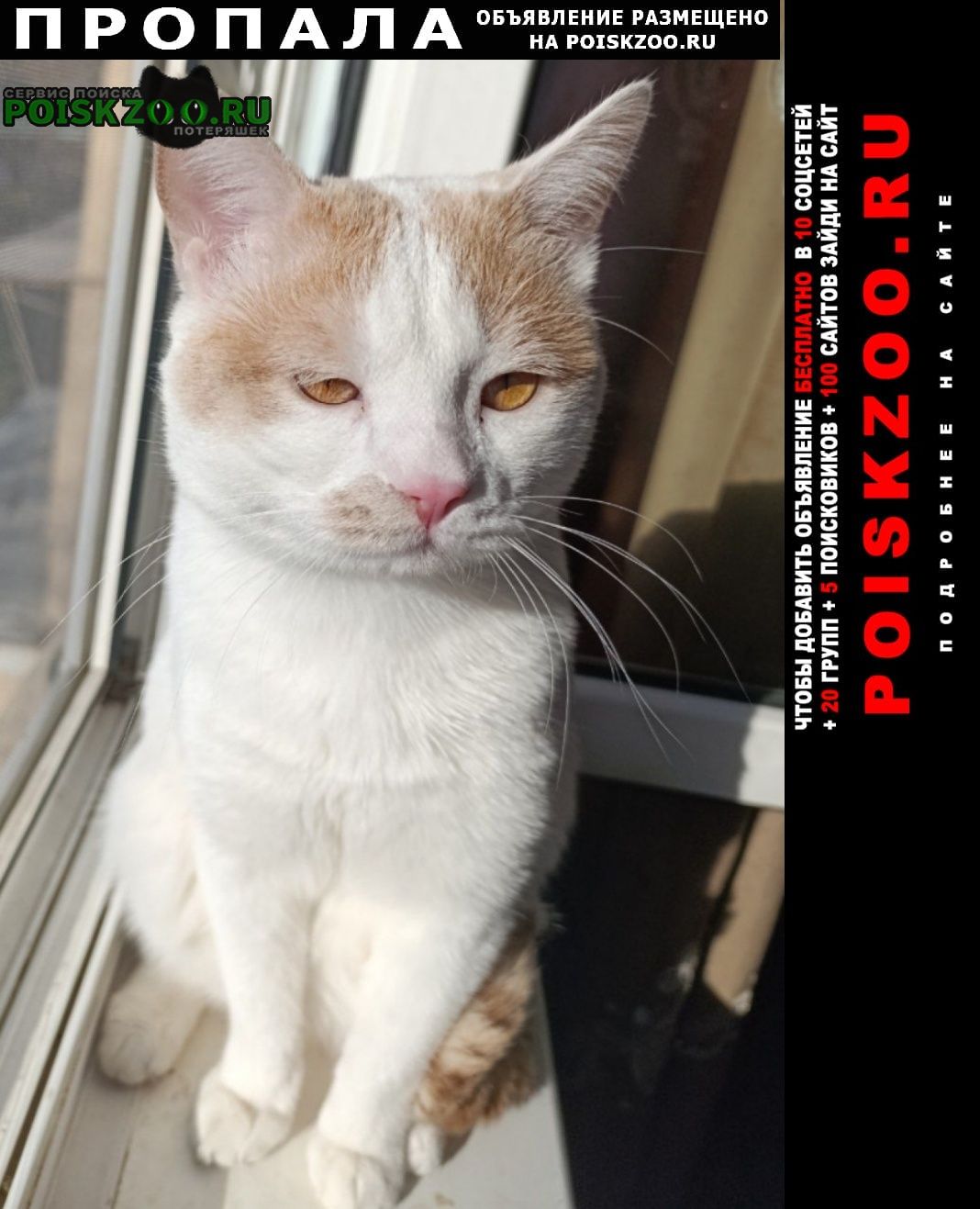 ���� ������ ���