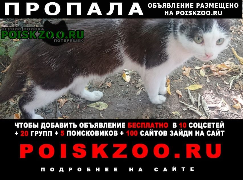 Барнаул Пропал кот пятнистый окрас, черно-белый, остроушек.