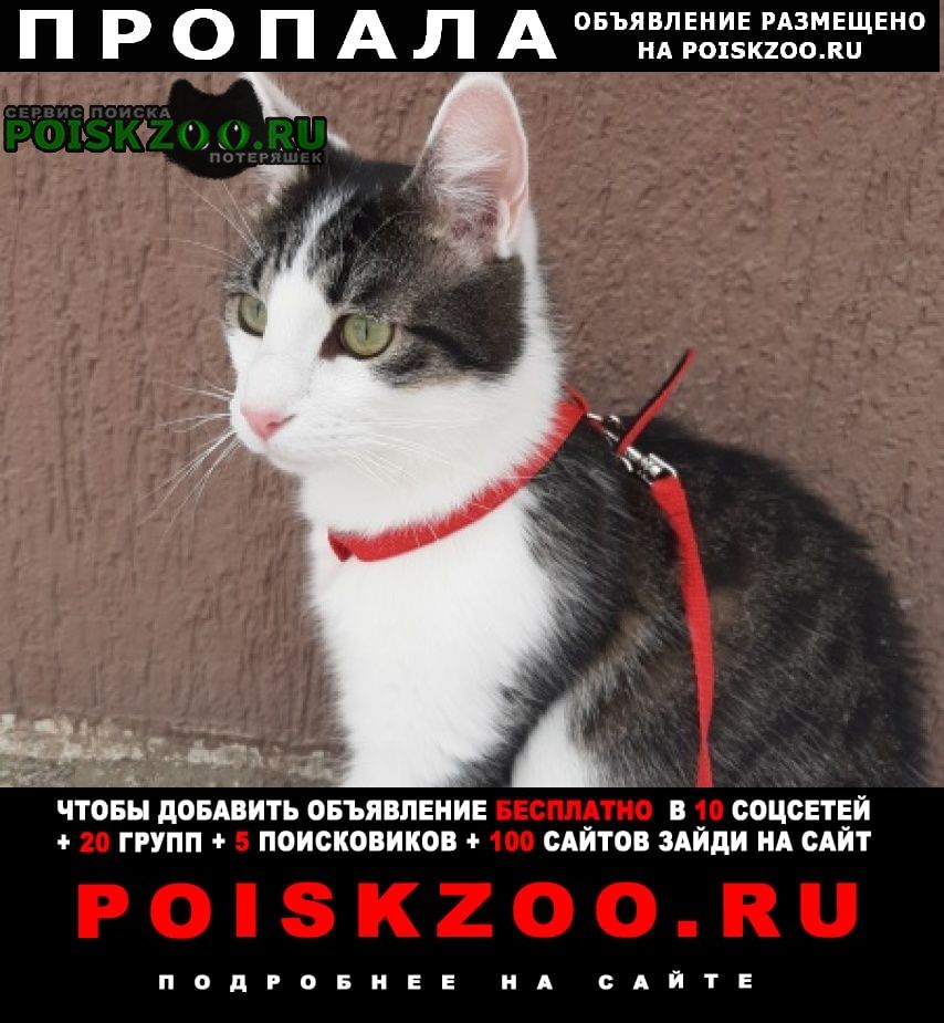 Челябинск Пропал кот мейн-кун