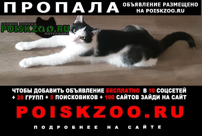 Пропал кот в калининском р-не/пискаревка Санкт-Петербург