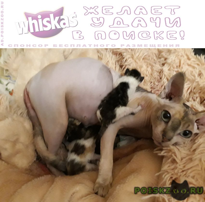 ���� ������� ����� ������