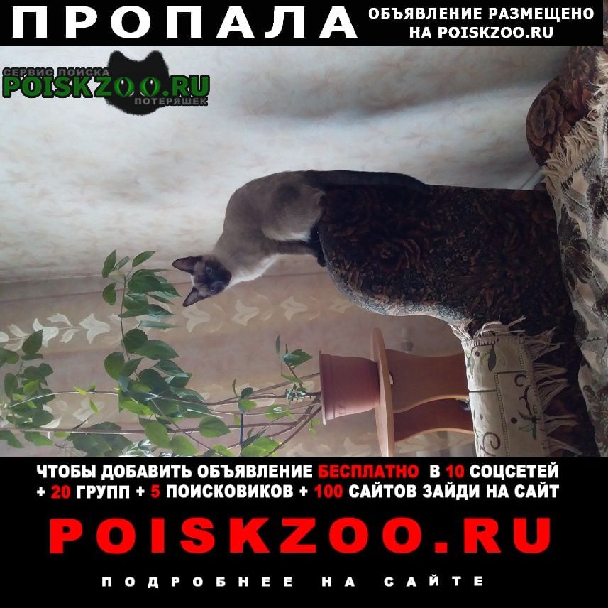 Пропал кот Новосибирск