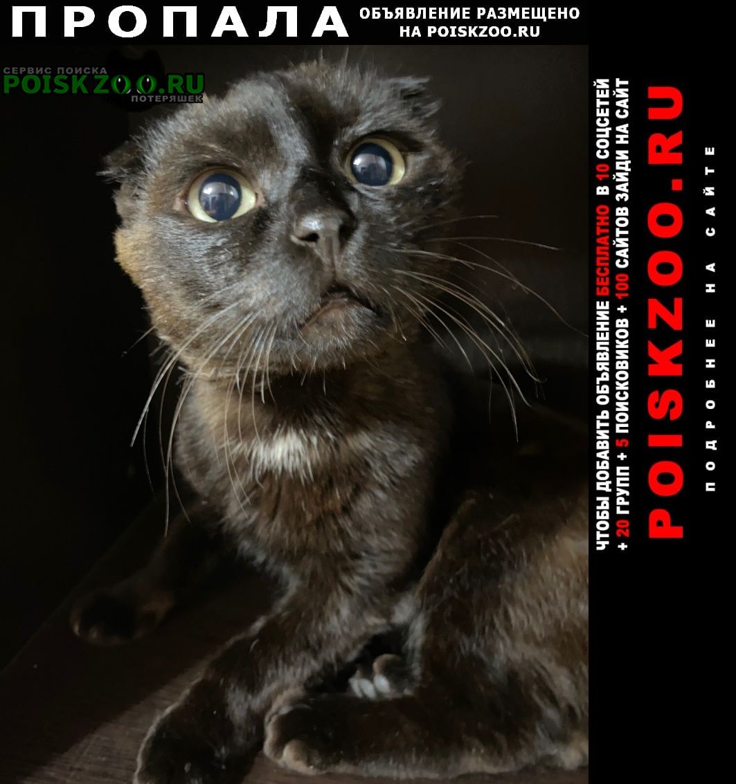 Ханты-Мансийск Пропал кот зовут бука