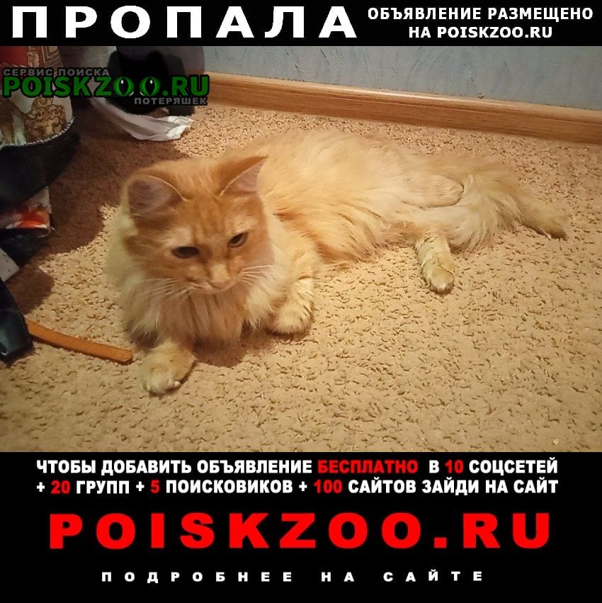 Пропала кошка Шимановск