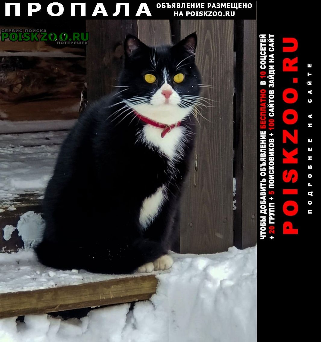 Пропала кошка черно-белая Санкт-Петербург