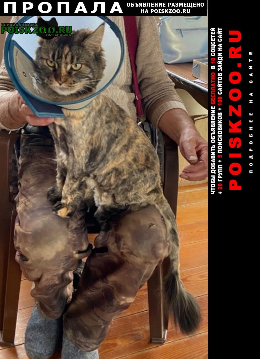 Новосибирск Пропала кошка мейн-кун