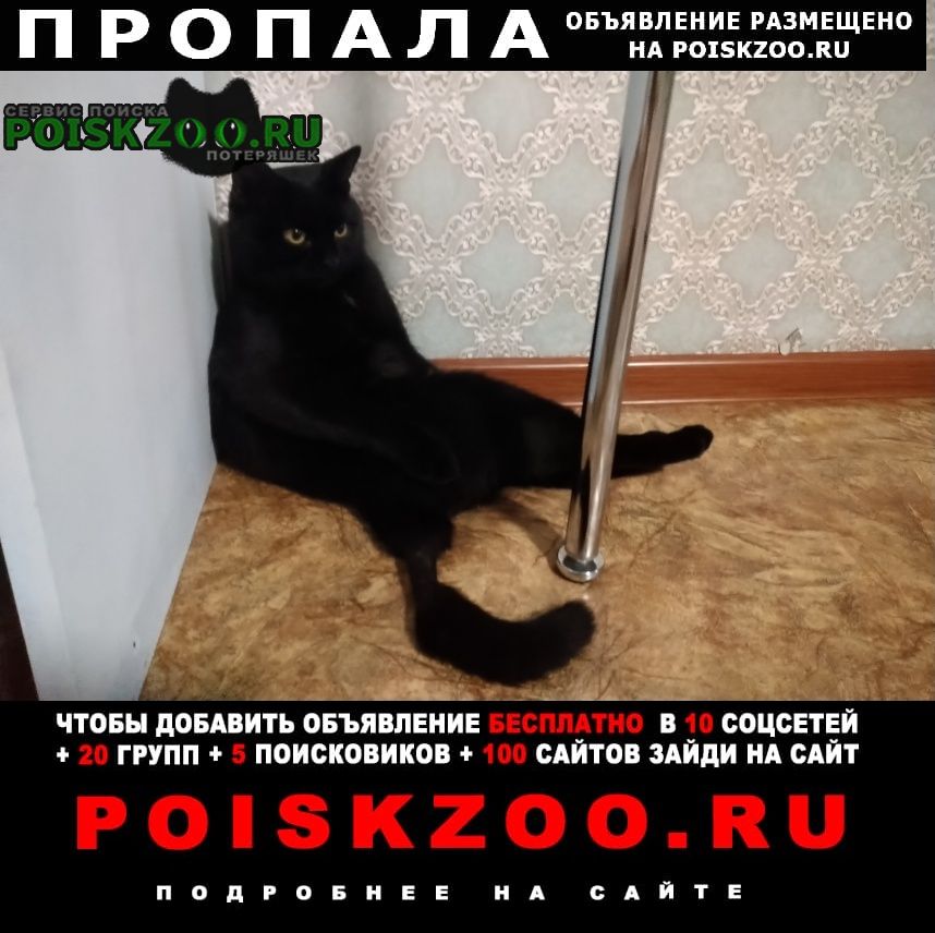Пропал кот район росинки Томск