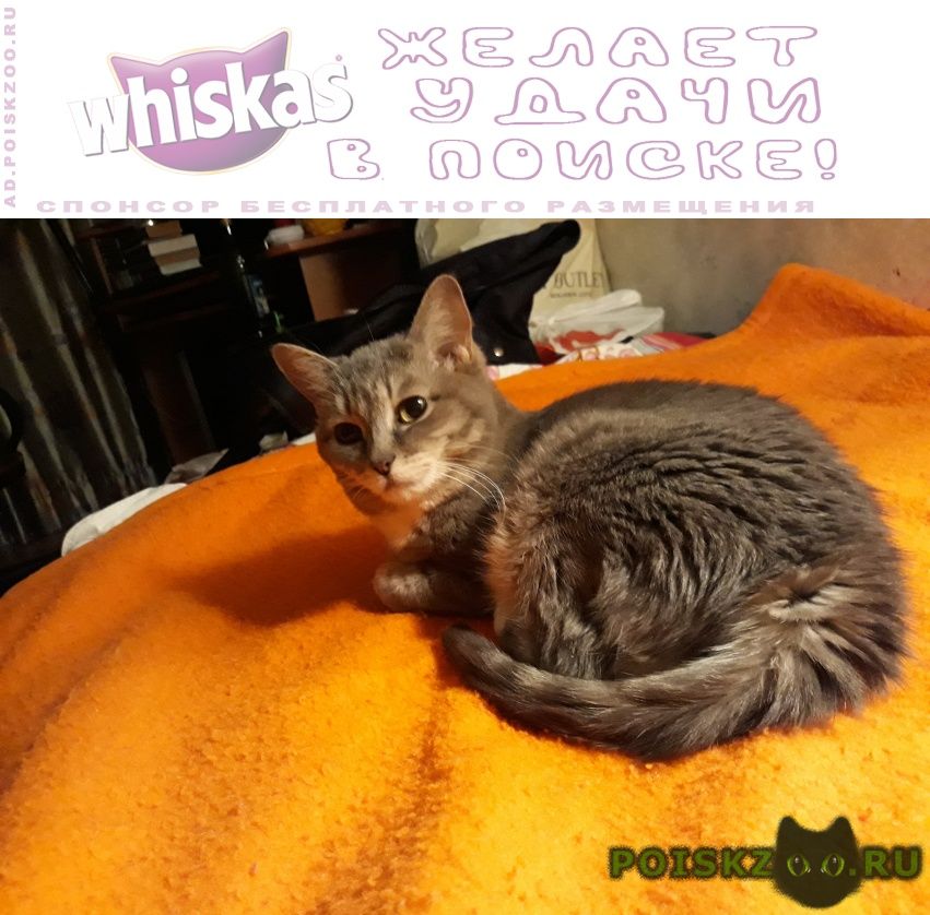 ���� ������� �����