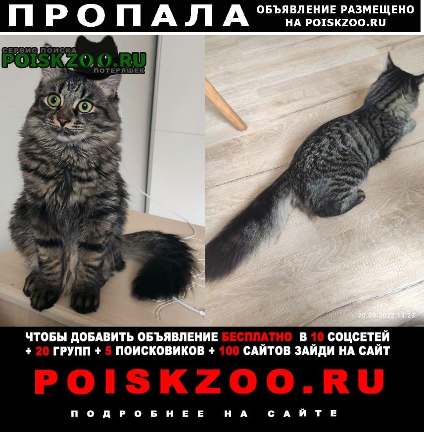 Пропала кошка просим помощи в поисках кошки Бердск