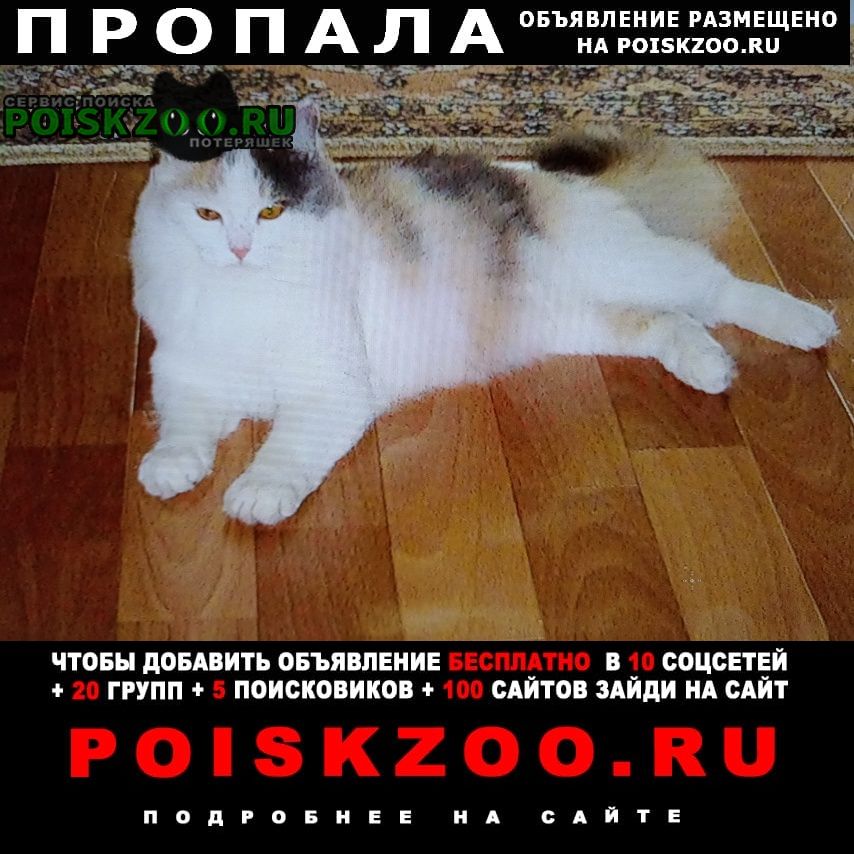 Пропала кошка Саяногорск