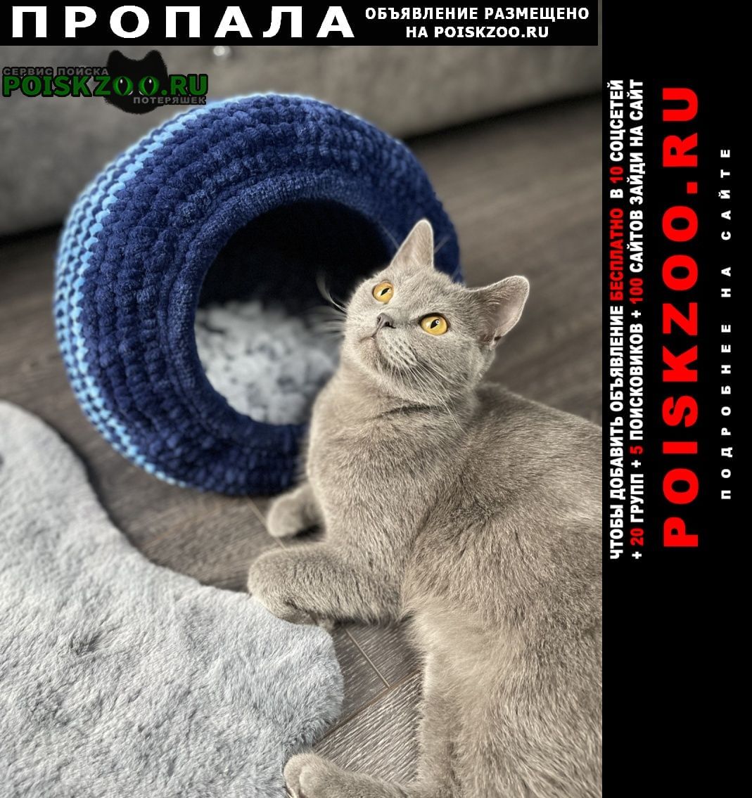 Пропала кошка Прокопьевск