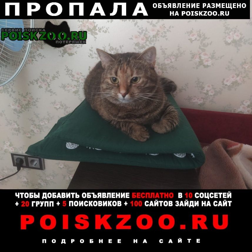 Пропала кошка спб, лахта Санкт-Петербург