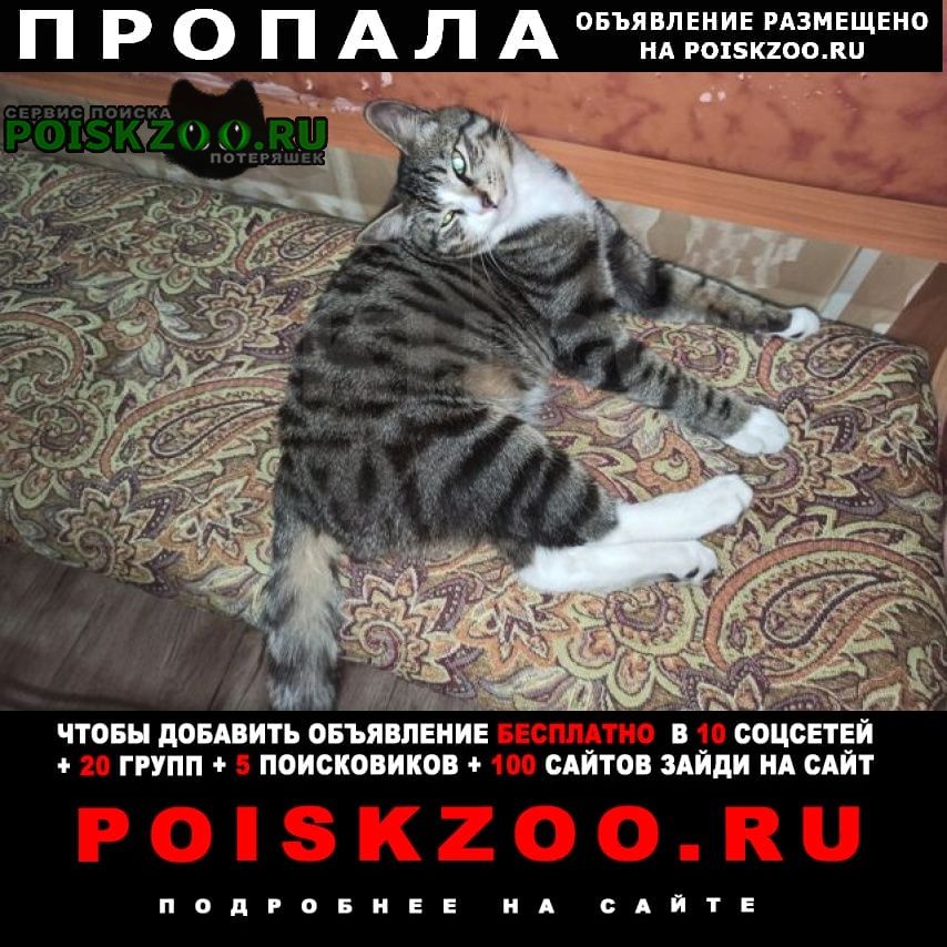 Пропал кот, р-он мира, 19 Южно-Сахалинск