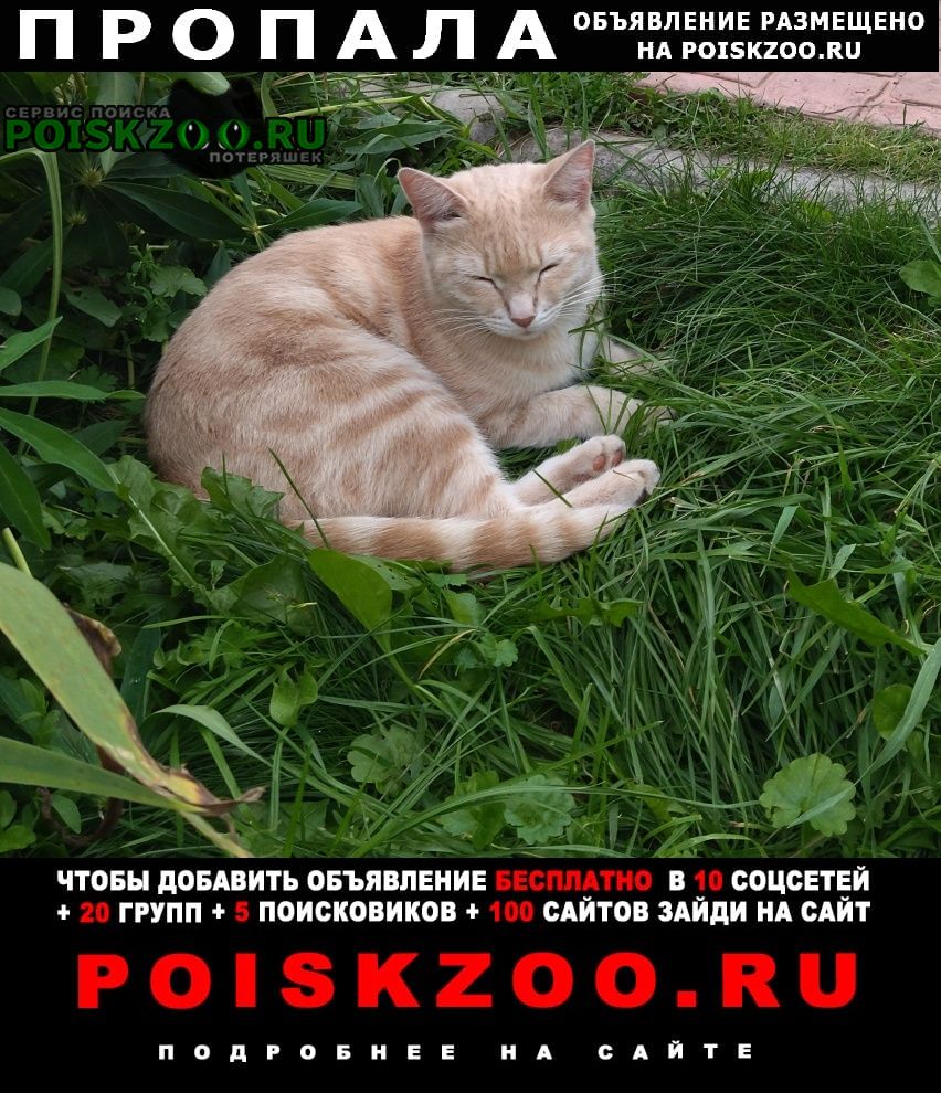 Пропала кошка светло - рыжая ( бежевая) Новосибирск