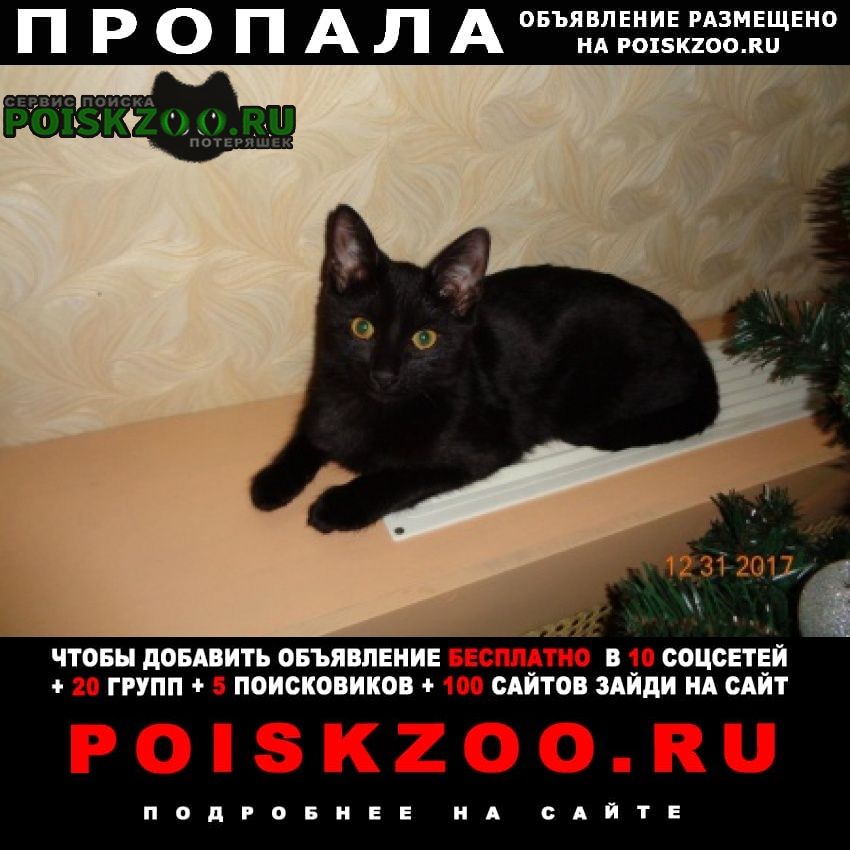 Нижний Новгород Пропала кошка