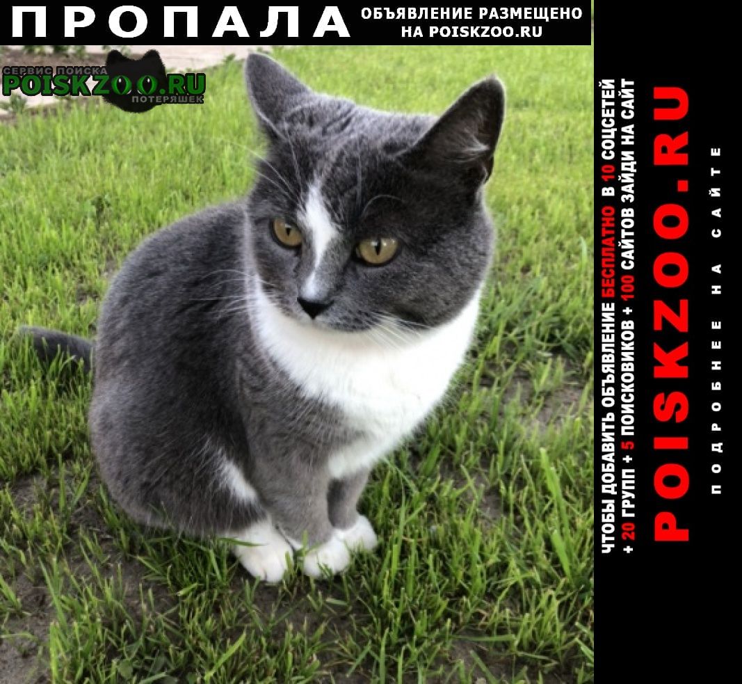 Пропала кошка в новлянском районе Воскресенск