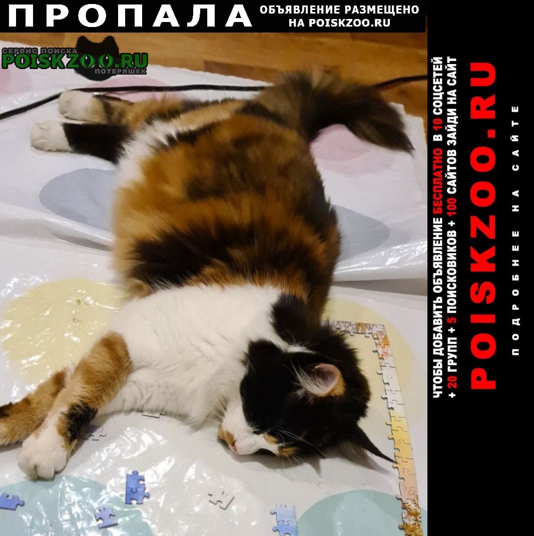 Благовещенск (Амурская обл.) Пропала кошка