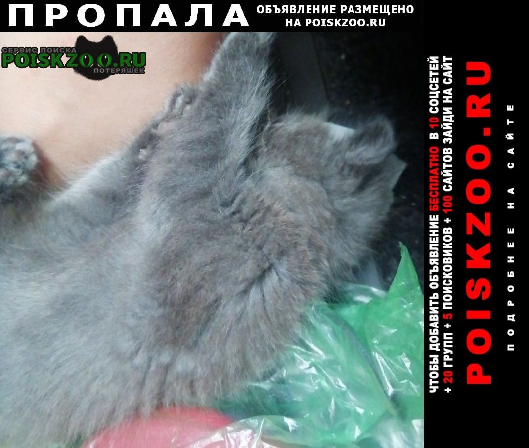 Пропала кошка котёнок 3 месяца Краснознаменск (Московская обл.)
