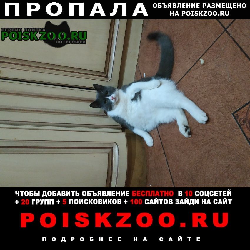 Бобруйск Пропал кот