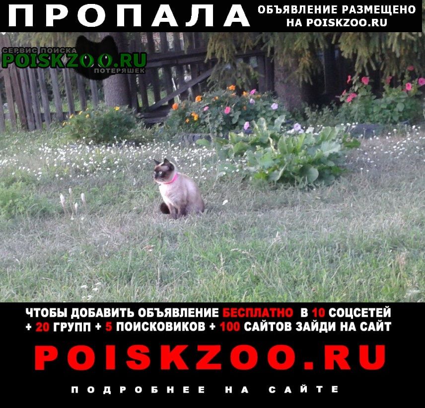 Пропала кошка 4 мая 2022г, ул. одесская, д.3 Пенза