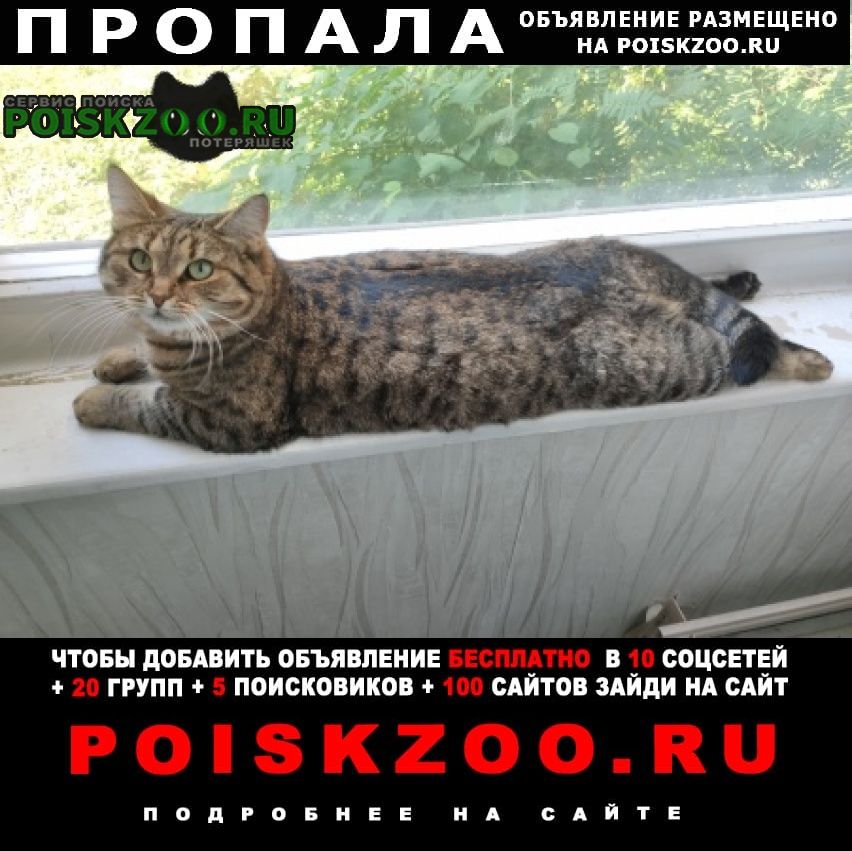 Пропала кошка ул.новая, з.дегунино, ховрино Москва