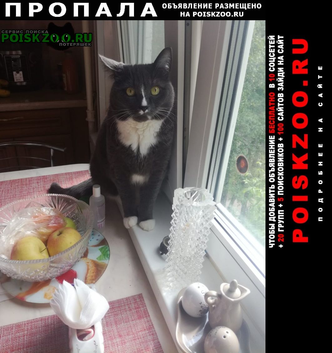 Санкт-Петербург Пропал кот на народной, 90