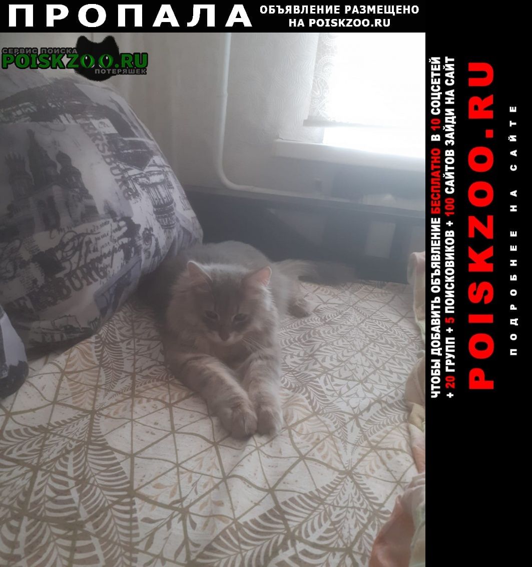Челябинск Пропал кот