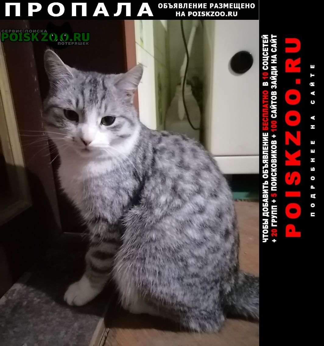 Аткарск Пропал кот помогите найти нашего семёна