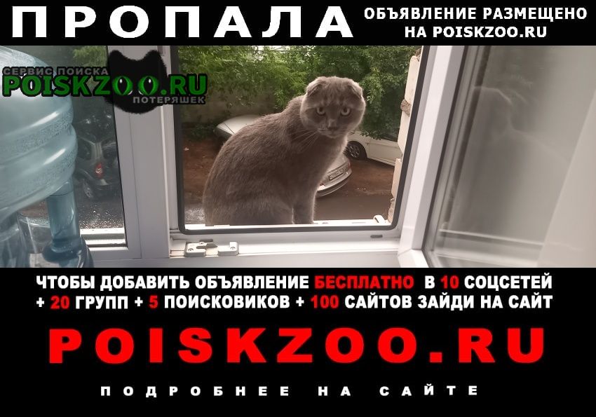 Курск Пропала кошка кот
