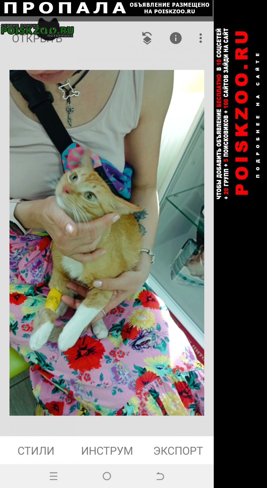 Симферополь Пропал котик рыжий с перевязанной лапкой