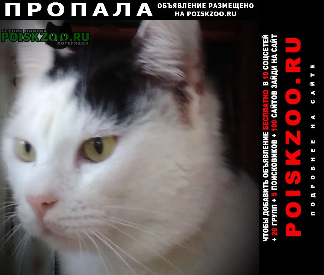 Краснодар Пропал кот чёрно-белый