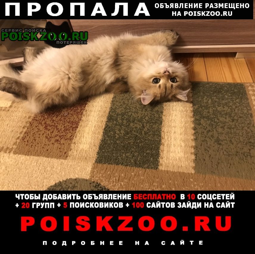 Пропал кот Алматы (Алма-Ата)