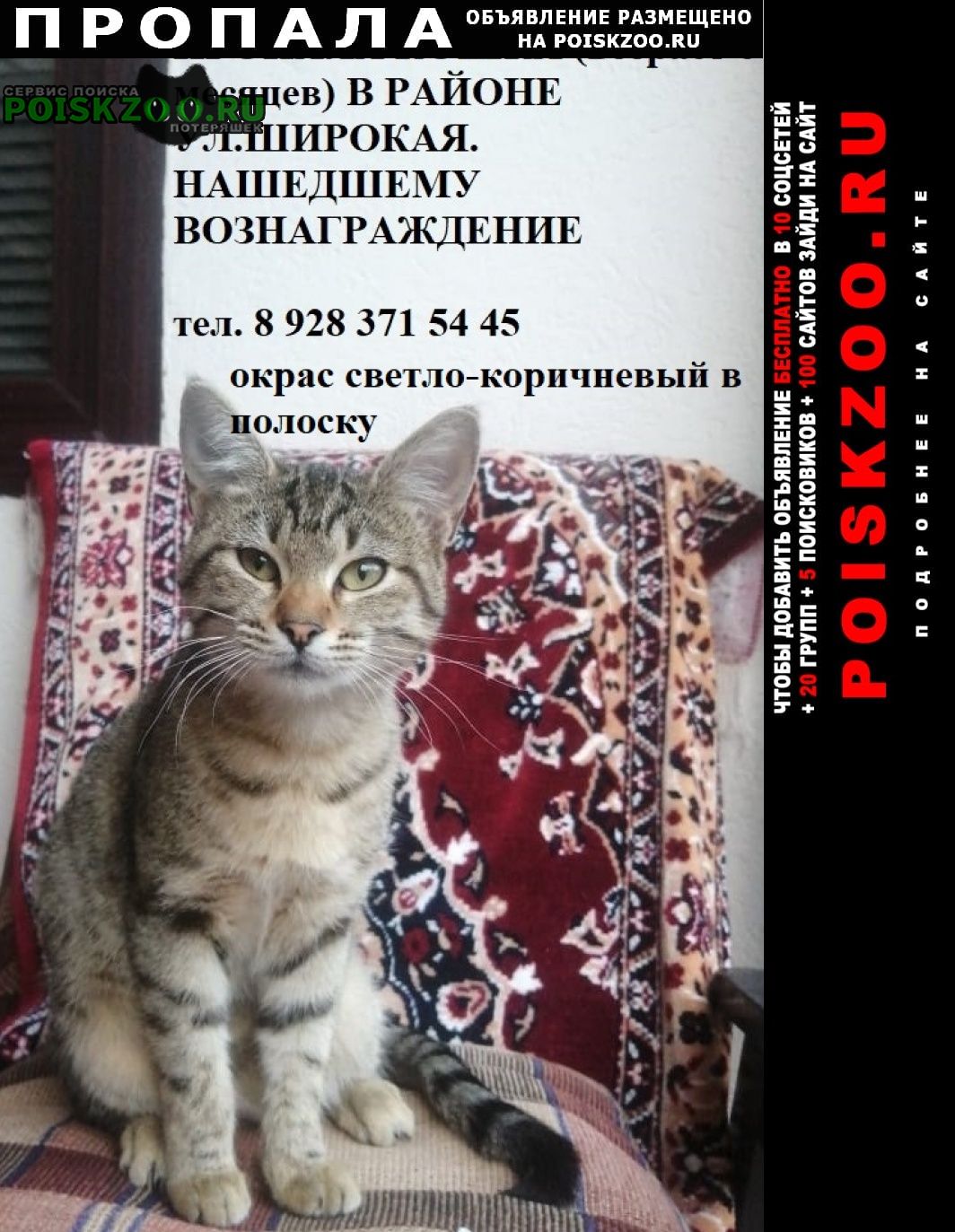 Пропала кошка Кисловодск