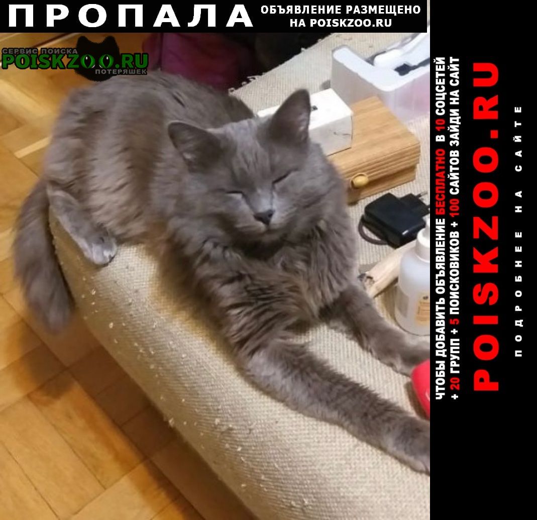Пропал кот Новороссийск