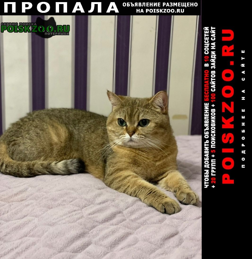 Пропала кошка помогите вернуть любимицу Москва