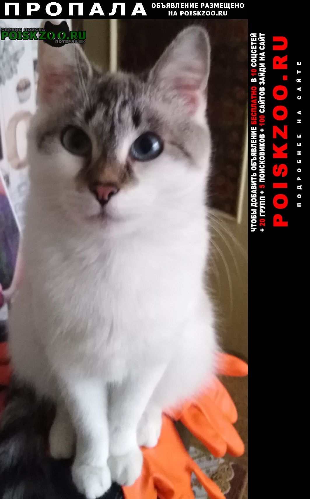 ���� ������� �����