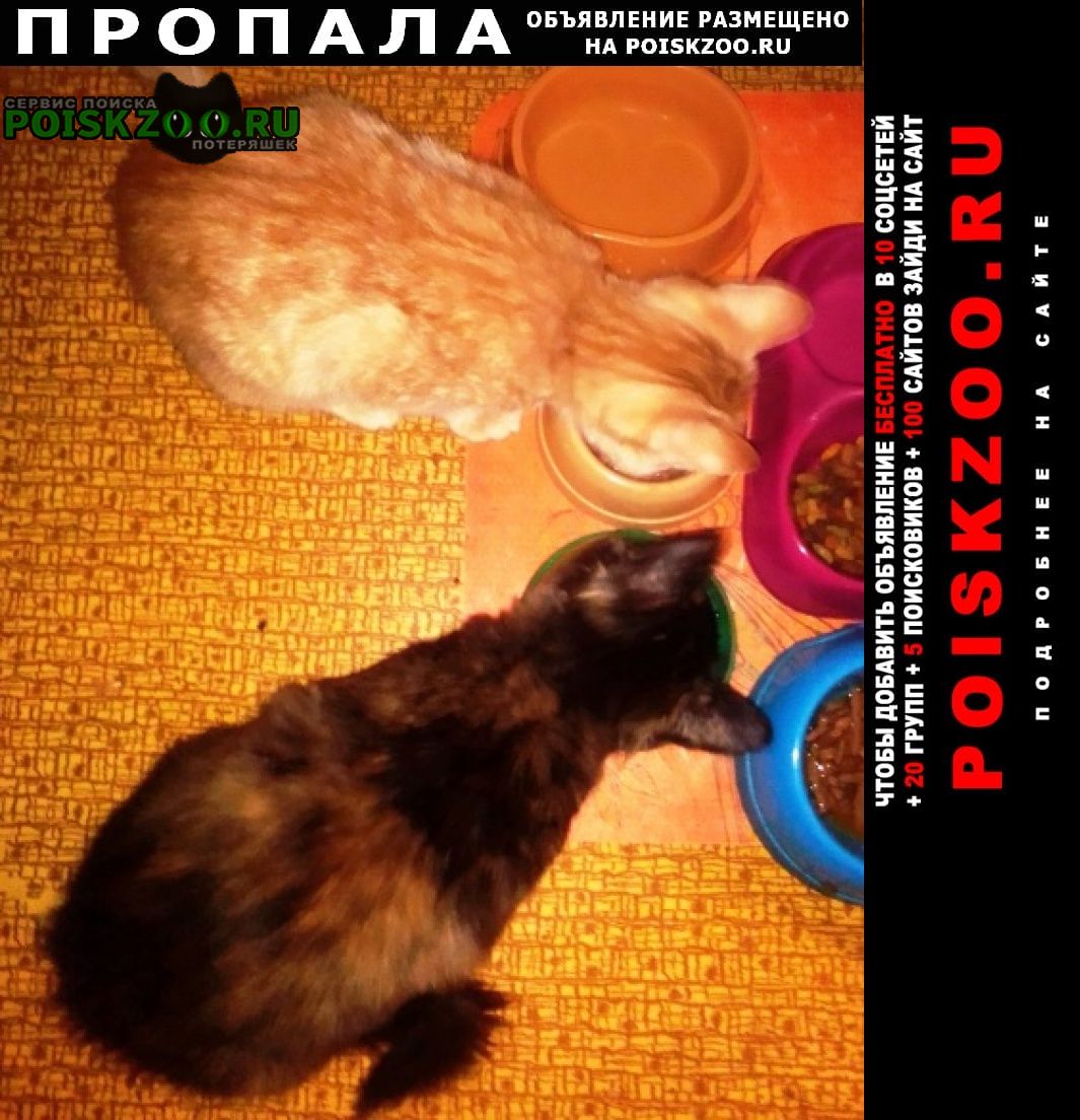 Пропала кошка чертаново центральное Москва