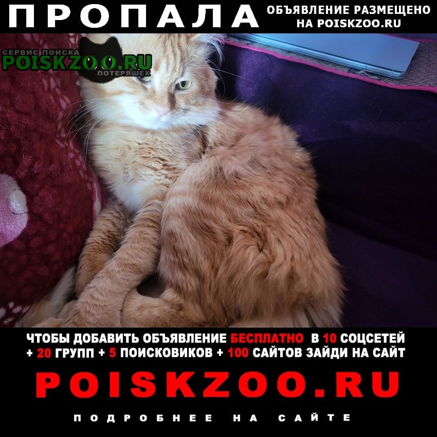 Петропавловск-Камчатский Пропал кот выскочил котик в подьезд и