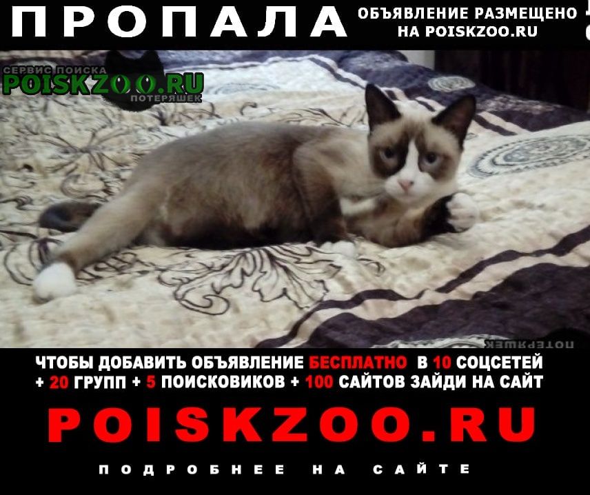 Пропала кошка ушла из дома и не вернулась Черногорск Хакасия