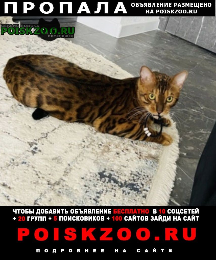 Хотьково Пропал кот бенгальский кот