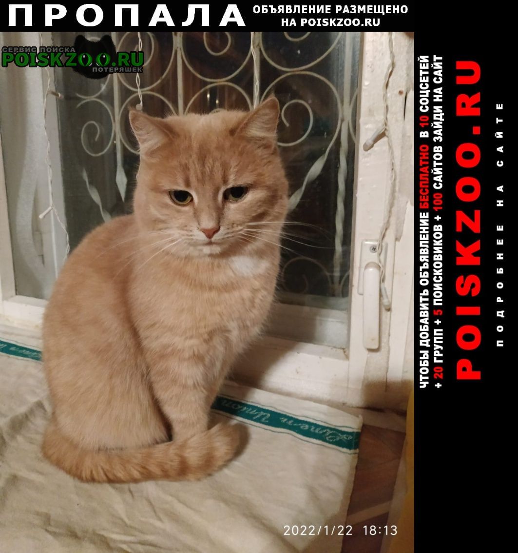 Пропала кошка 10-11 августа в деревне редькино Балабаново