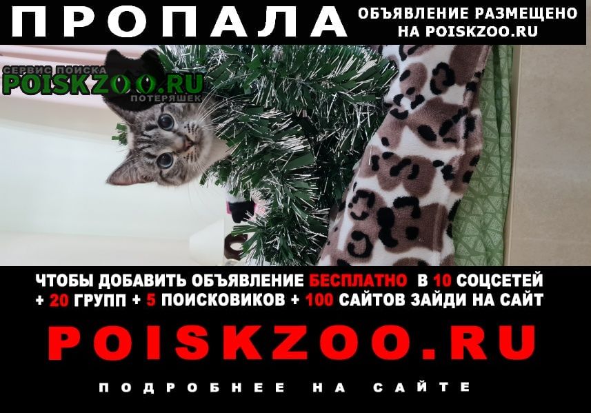 Гурьевск (Калининградская обл.) Пропала кошка