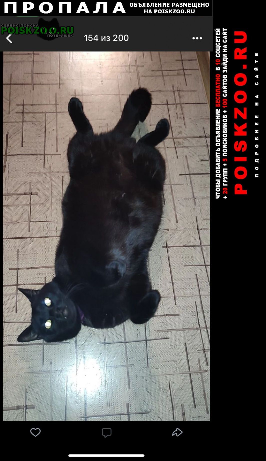 Санкт-Петербург Пропал кот, огромный черный, выбрит живот.