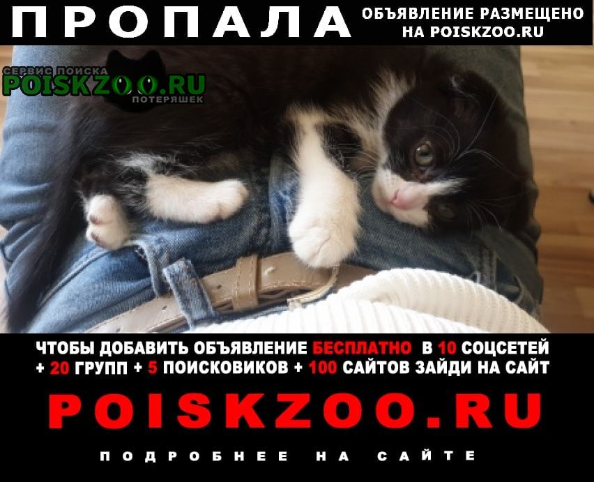 Пропала кошка 17 апреля 2022 убежала Волгоград